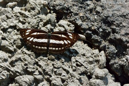 Butterfly from the Taiwan (Neptis reducta) Wide line three lines butterflyの写真素材