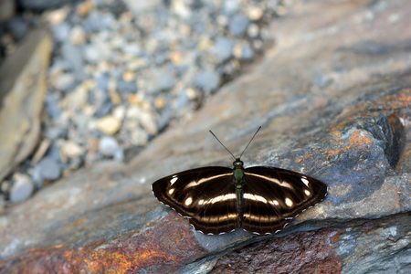Butterfly from the Taiwan (Neptis taiwana) Puli three lines butterflyの写真素材