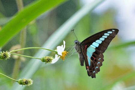 Butterfly from the Taiwan (Graphium sarpedon connectens) Common bluebottle butterflyの写真素材