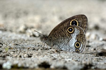 Butterfly from the Taiwan (Ypthima akragas) Leucorian eyebrow butterflyの写真素材