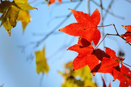 Maple Leaf is Autumn background with red & yellow leaves