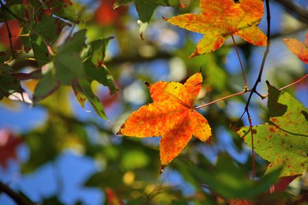 Maple Leaf is Autumn background with red & yellow leaves