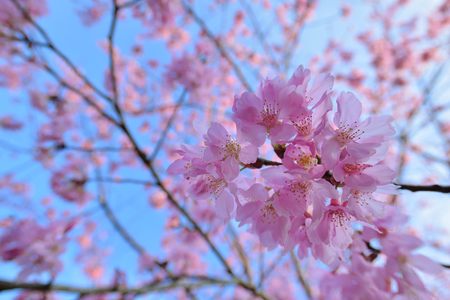Pink Lady Cherry Blossoms.の写真素材