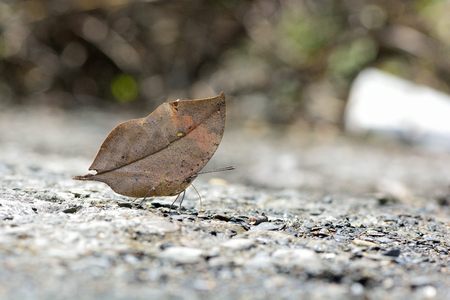 Butterfly from the Taiwan (Kallima inachus) Leaf butterfly