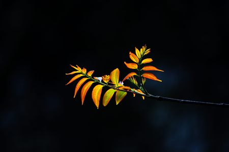Green plant background and texture