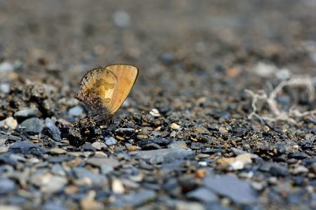 Butterfly from the Taiwan (Orthomiella rantaizana) Una rantaizana butterfly in waterの写真素材