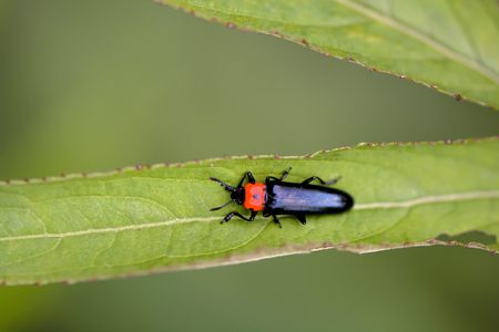 Large simulation click (Tetralanguria collaris)