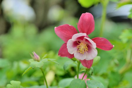 Columbine (Aguilegia vulgars), Fantasy grass flower.の写真素材