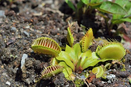 Carnivorous plants and insectivorous plants.