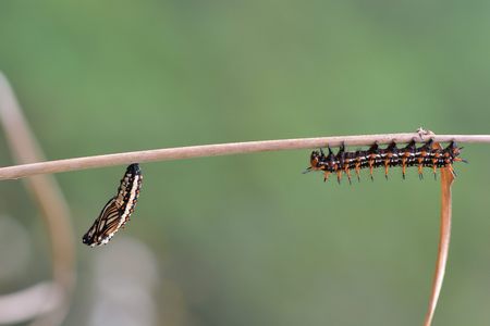 Butterfly larvae from the Taiwan (Acraea issoria formosana) Thin butterfly larvae & pupa.の写真素材