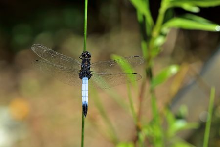 Dragonfly: Lesser Pruinose Skimmmer (Orthetrum triangular)の写真素材