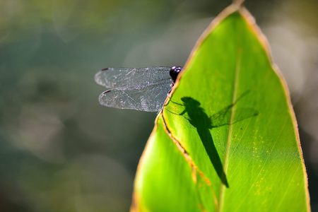 Dragonfly: Lesser Pruinose Skimmmer (Orthetrum triangular)の写真素材