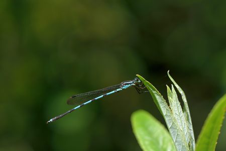 Dragonfly (Indolestes cyanenus) in the Taiwan.