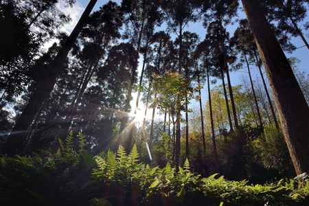 Path and steps in the beautiful mountain forest.の写真素材