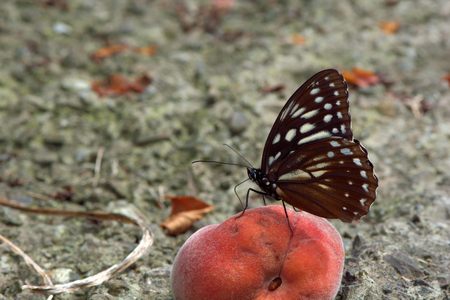 Butterfly from the Taiwan (Penthema formosanum) Taiwan markings eye butterflyの写真素材