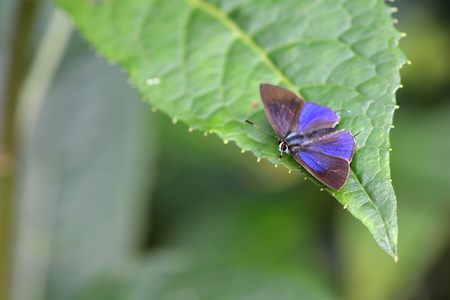 Butterfly from the Taiwan (Sinthusa chandranakuyaniana). Flash butterflyの写真素材