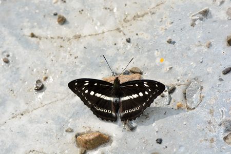 Butterfly from the Taiwan (Athyma asura) White circle butterfly