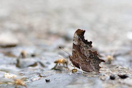Butterfly from the Taiwan (Polygonia c-album) Protruding tail hook butterflyの写真素材