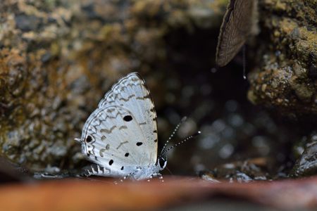 Butterfly from the Taiwan (Megisba malaya sikkima) Taiwan black star small gray butterflyの写真素材