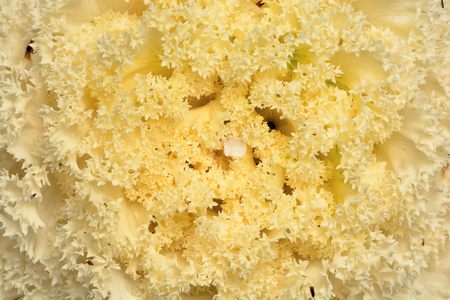 Kale flower blooms on the background of the summer, in Taiwan.の写真素材