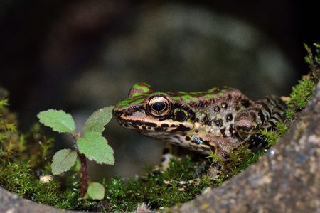 Swinhoe's frog closeup photoの写真素材