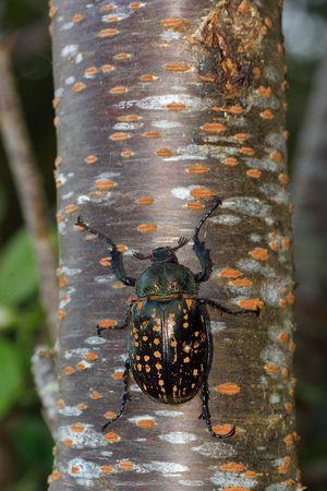 Taiwan long-armed beetle (Cheirotonus formosanus)female