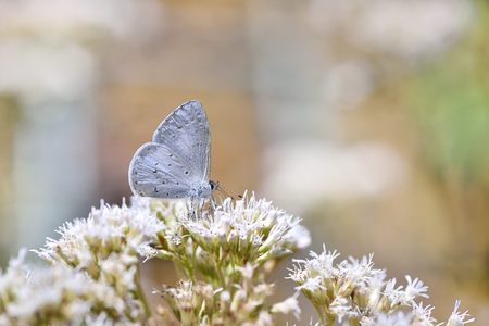 Udara dilecta little butterflyの写真素材