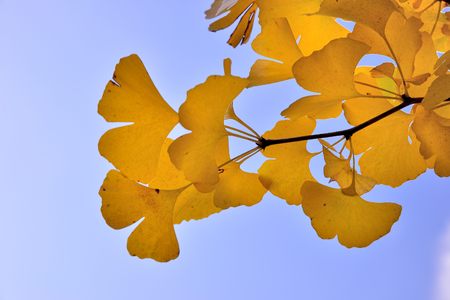Ginkgo biloba, is an autumn background of yellow leavesの写真素材