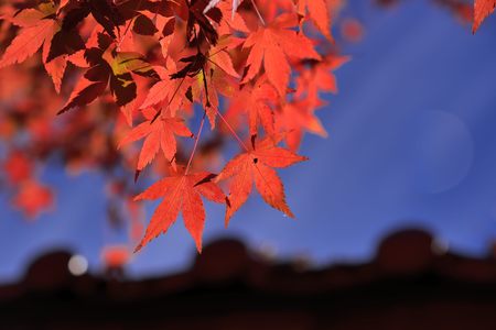 Maple Leaf is Autumn background with red and yellow leavesの写真素材