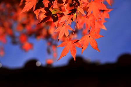Maple Leaf is Autumn background with red and yellow leavesの写真素材