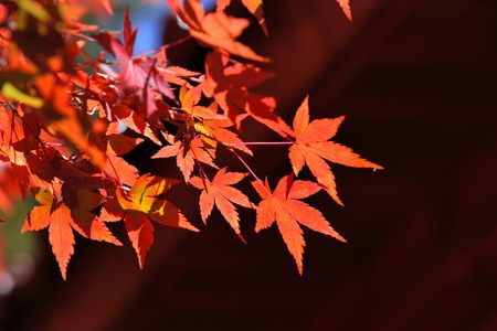 Maple Leaf is Autumn background with red and yellow leavesの写真素材