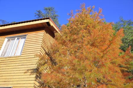 Colorful winter Bald Cypress tree, (Wuling Farm in Taichung, Taiwan)のeditorial素材
