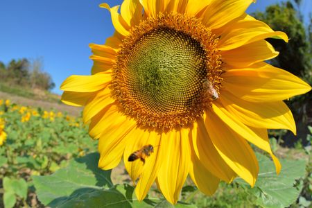Bright colorful yellow sunflower. Shallow depth of field.の写真素材