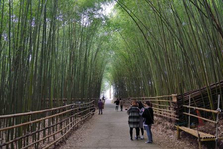 Bamboo Forest in Miaoli Tai'an Township, Taiwanのeditorial素材