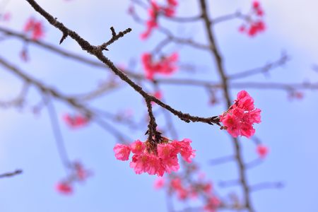 Full bloom cherry blossoms in Taiwanの写真素材