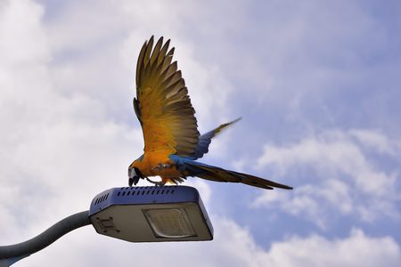 Free Flying Macaw in Taipei Riverside Park, Taiwanの写真素材