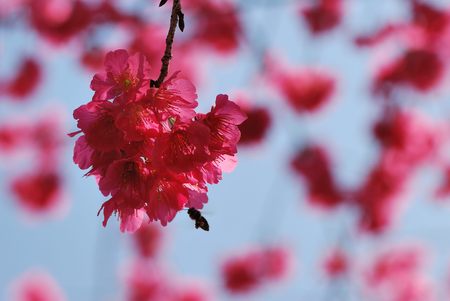 Blooming double-flowered cherry blossoms in Hsinchu, Taiwanの写真素材