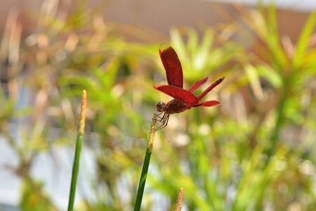 Fickle dragonfly (Neurothemis taiwanensis Seehausen & Dow, 2016)の写真素材