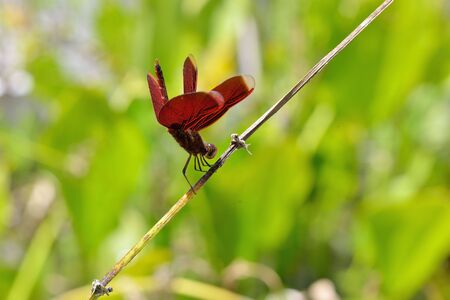 Fickle dragonfly (Neurothemis taiwanensis Seehausen & Dow, 2016)の写真素材