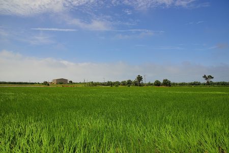 Lush green paddy in rice field ,Autumn background in the Taiwan.のeditorial素材