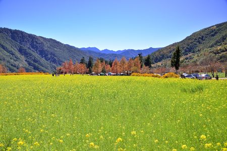Rape (Brassica napus) flower field at Wuling Farm, Taiwanのeditorial素材