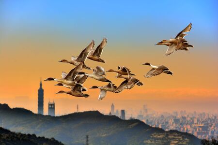Flying migratory birds (ducks, geese, swans)