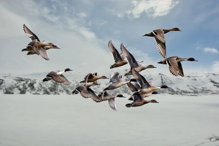 Flying migratory birds (ducks, geese, swans)の写真素材