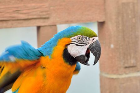The colorful parrot (Ara ararauna) is on the seashore in Taiwan.