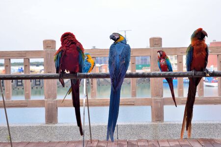 The colorful parrot (Ara ararauna) is on the seashore in Taiwan.の写真素材