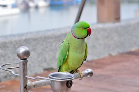 The colorful parrot (Ara ararauna) is on the seashore in Taiwan.