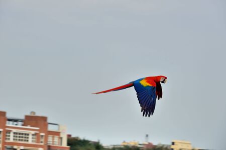 The colorful parrot (Ara ararauna) is on the seashore in Taiwan.の写真素材