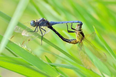 Dragonfly ((Orthetrum luzonicum) in the Taiwan.