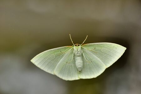 Green-winged tea-spotted moth (Tanaoctenia haliaria)の写真素材