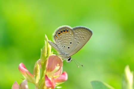Butterfly (Freyeria putli formosanus) Taiwan's smallest gray butterflyの写真素材